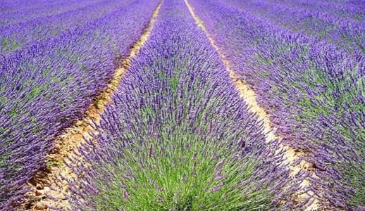 The wonderful world of perfumery